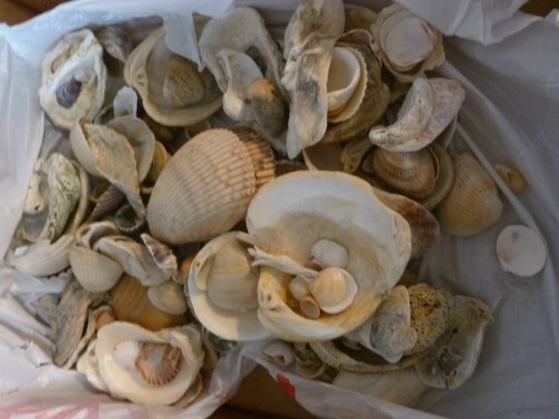 lot 272 image: Sea Shells