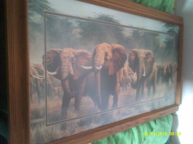ELEPHANT PICTURE