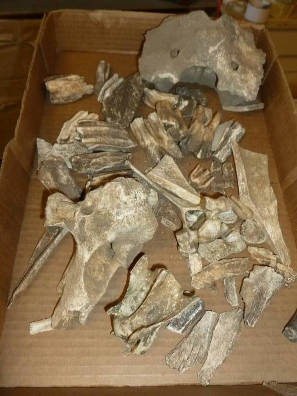 lot 152 image: Vintage Bone