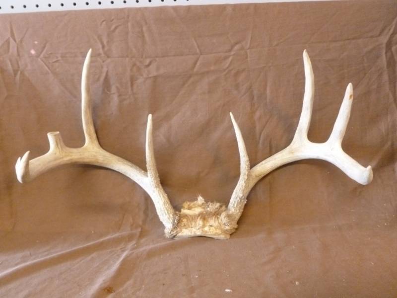 lot 192 image: Deer Antler