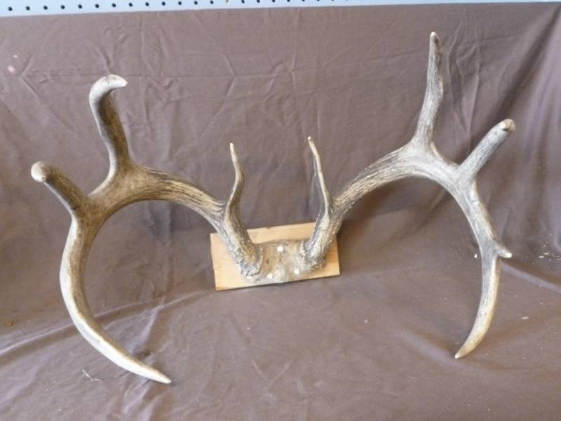 lot 193 image: Deer Antler