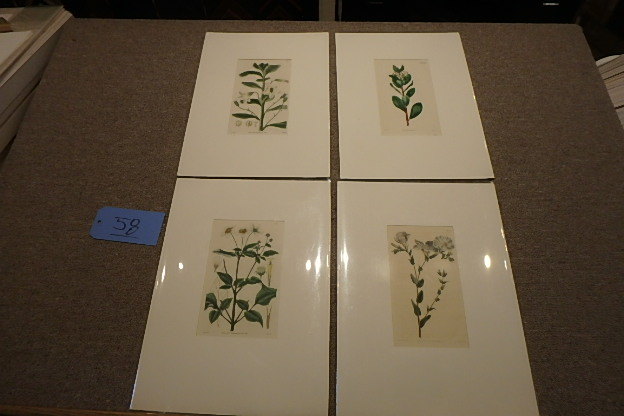 lot 58 image: 4 Antique Botanicals, Curtis, 1803-1832
