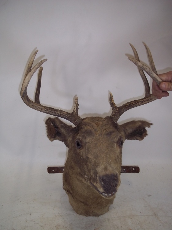 Vintage Rough Deer Mount