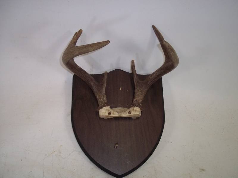 Deer Antler mount