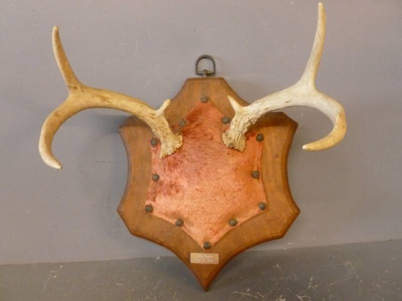 lot 124 image: Deer Antler