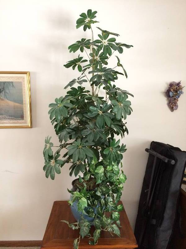 lot 87 image: Large Tall Asian Bamboo Artificial Plant - excellent