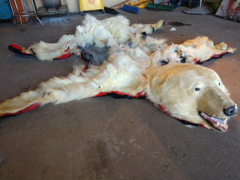 lot 39 image: Very Old Real Polar Bear Rug