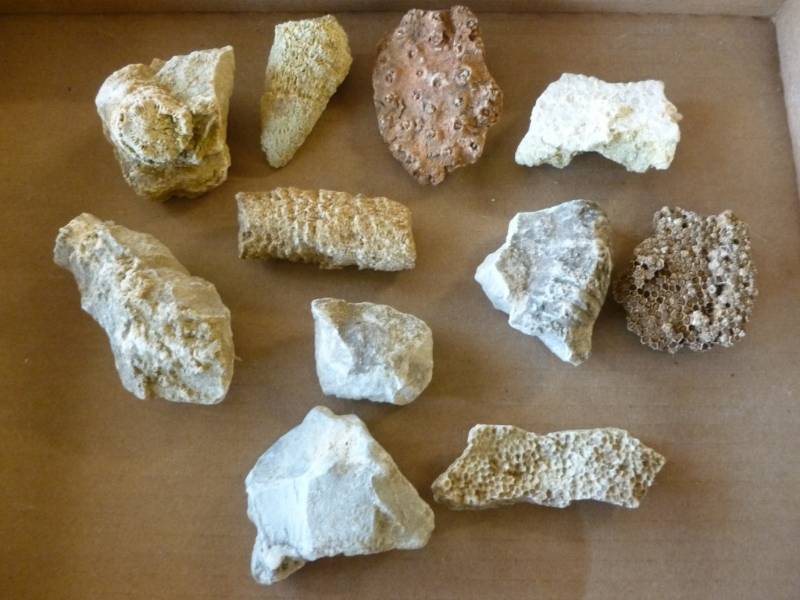 Fossilized Coral