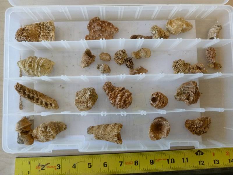 Fossilized Coral