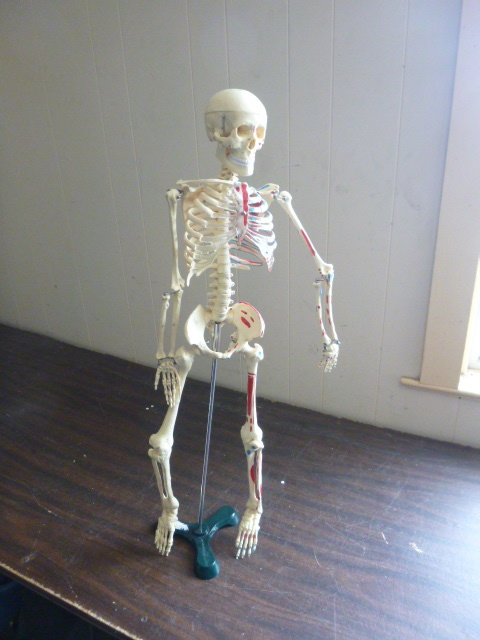 Skeleton on Stand