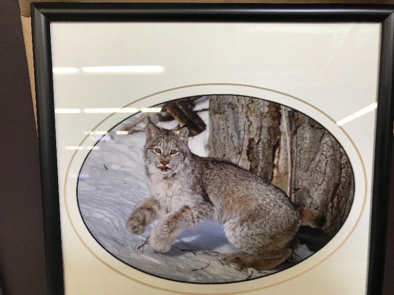 lot 170 image: LYNX PHOTOGRAPHS