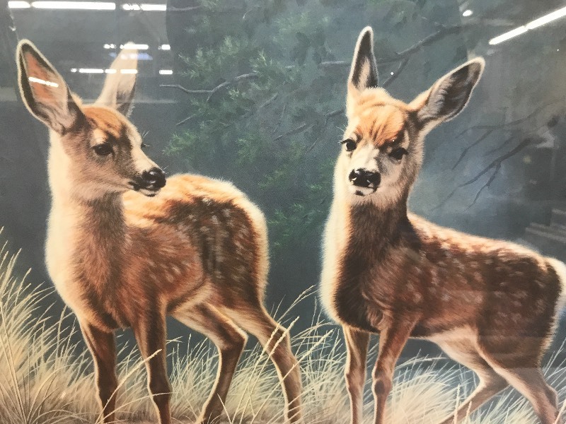 lot 221 image: FAWNS OUTDOOR WILDLIFE PRINT