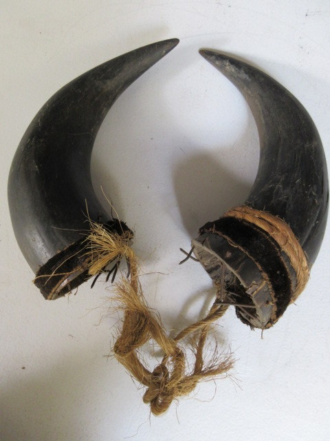 lot 409 image: BUFFALO HORNS