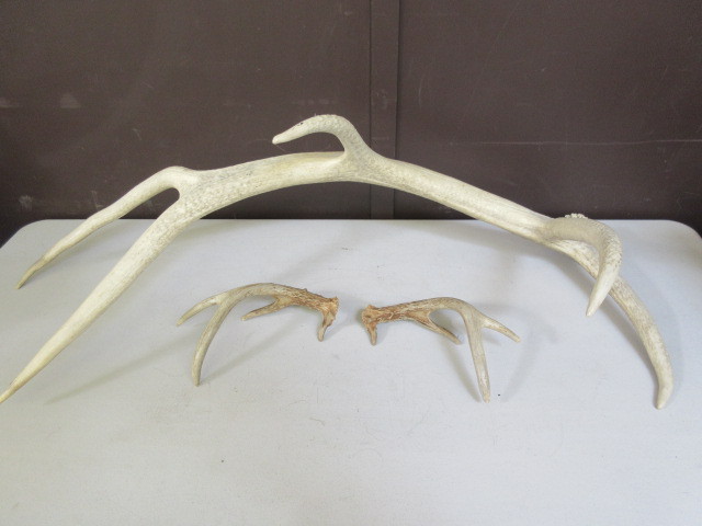 lot 410 image: DEER AND ELK ANTLERS