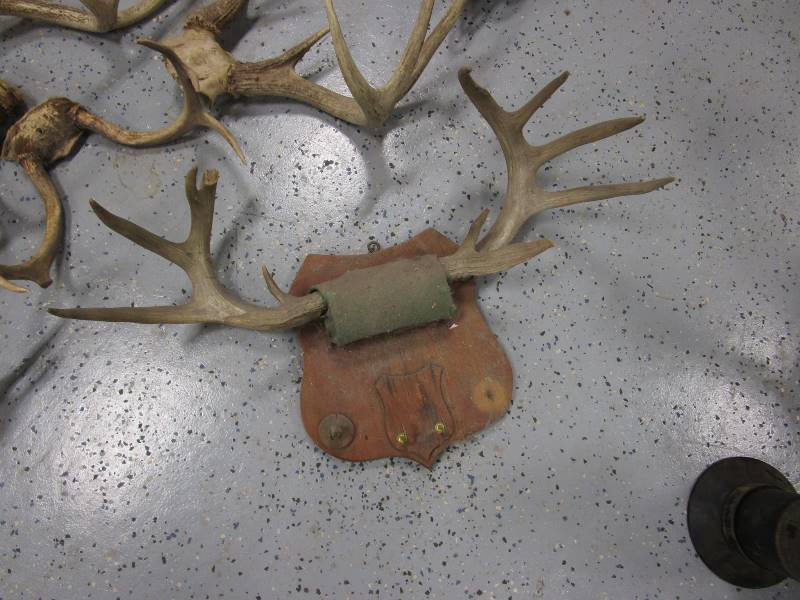 lot 97 image: Antlers & Fish Mount