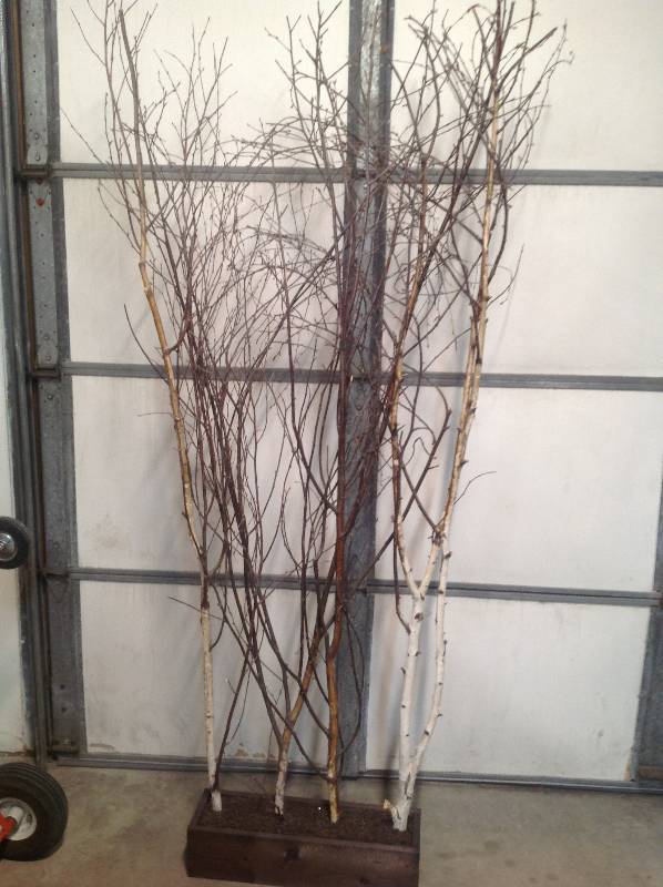 Tree Branches in Wood Boxes - Privacy