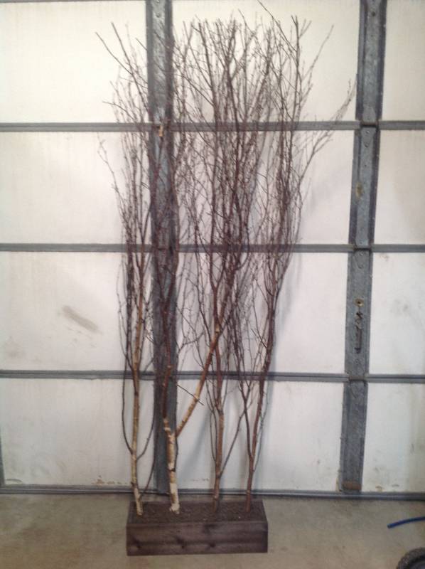 Tree Branches in Wood Boxes - Privacy
