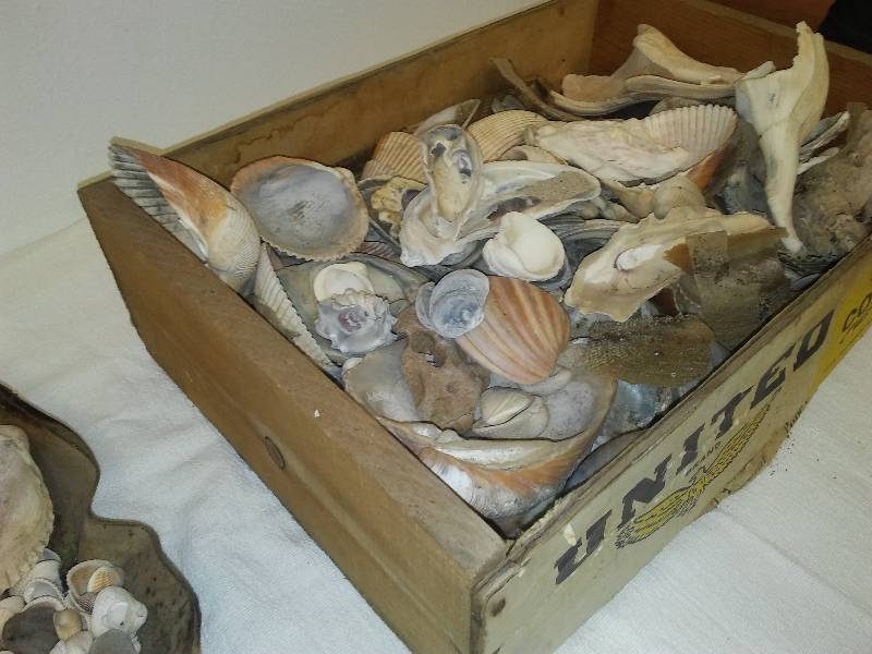 lot 83 image: Seashells, Seashells, Seashells