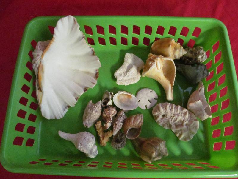 seashells