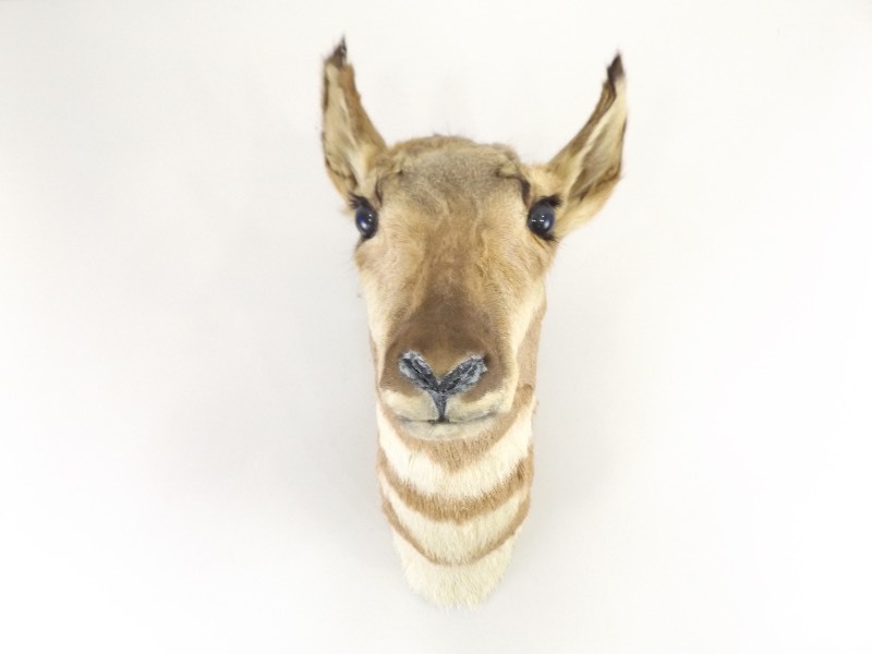 lot 4 image: Vintage Taxidermy Pronghorn 