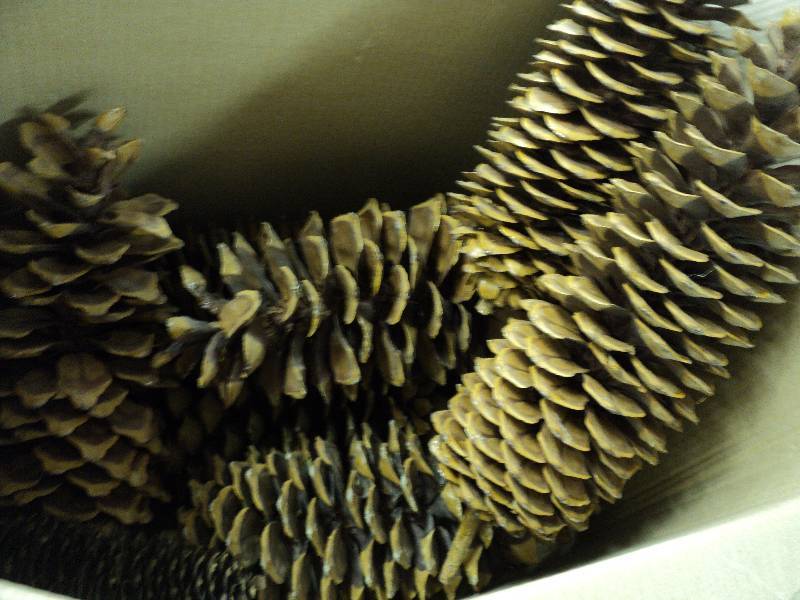 lot 129 image: box of giant pine cones...