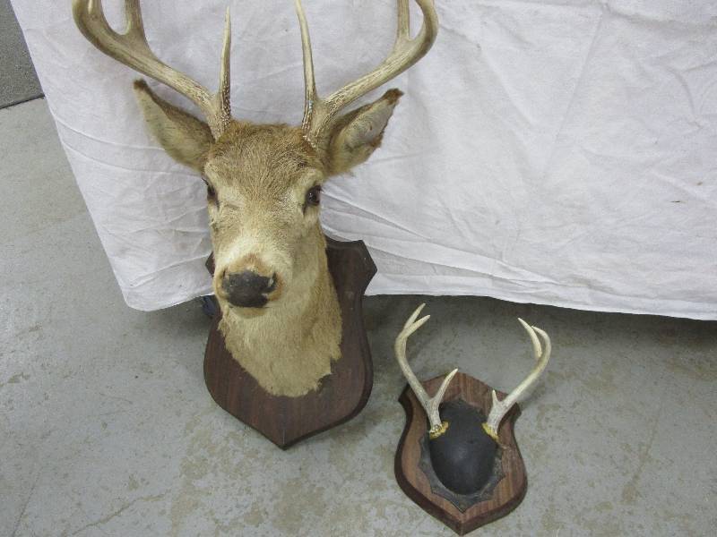 lot 122 image: Deer Mounts