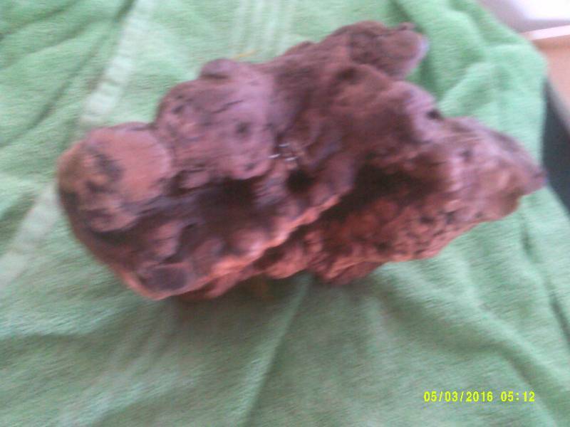 VINTAGE PETRAFIED TREE ROOT