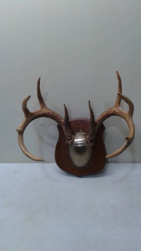 Pair Of Deer Antlers Mounted On A Plaque, I Believe A Ten Point