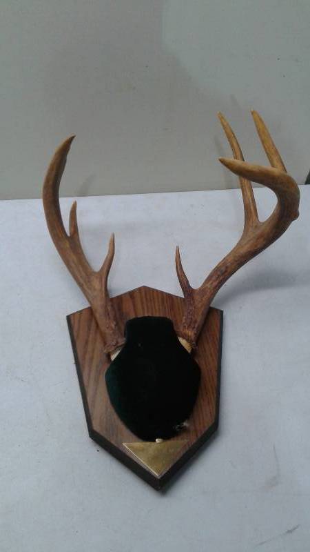 Pair Of Deer Antlers On A Plaque, Odd Shaped