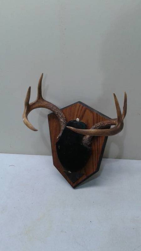 Pair Of Deer Antlers On A Plaque, Wear To Plaque, Six Point