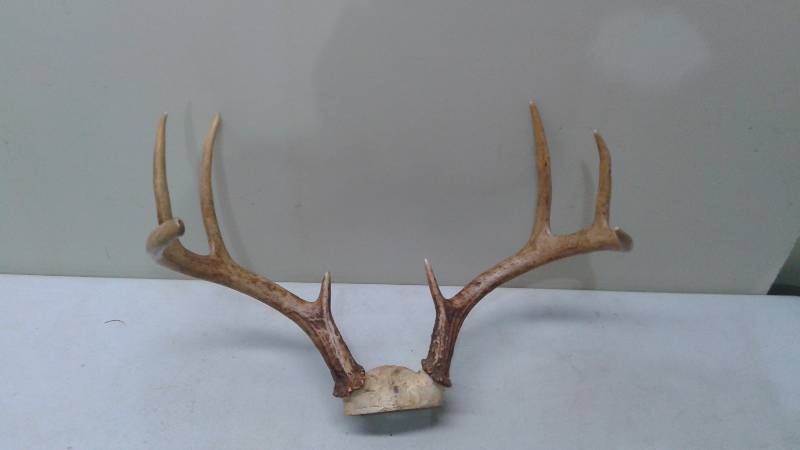 Pair Of Deer Antlers, Not Mounted, Eight Point