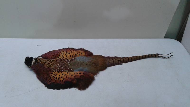Pheasant Feather Pelt, Good Condition