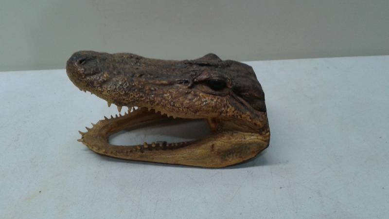 Small Real Alligator Head