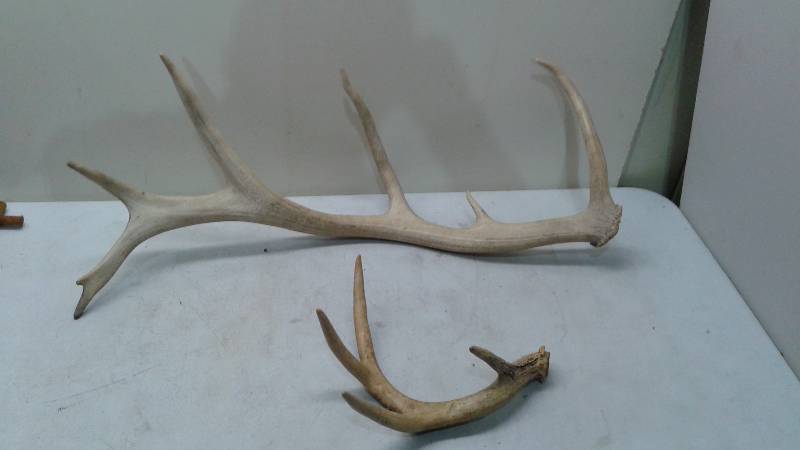Pair Of Two Loose Antlers