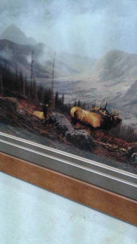Large Framed Deer Picture, Back Did Get Wet, Used, Minor Wear