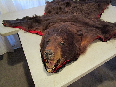 lot 18 image: Bear Skin Rug