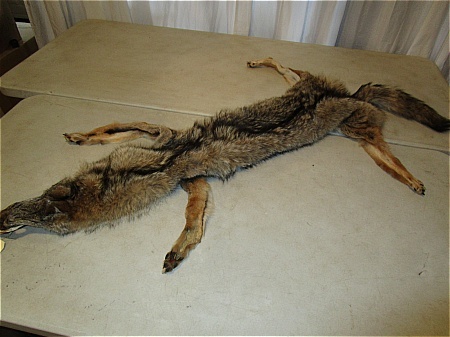 lot 20 image: Coyote Hide