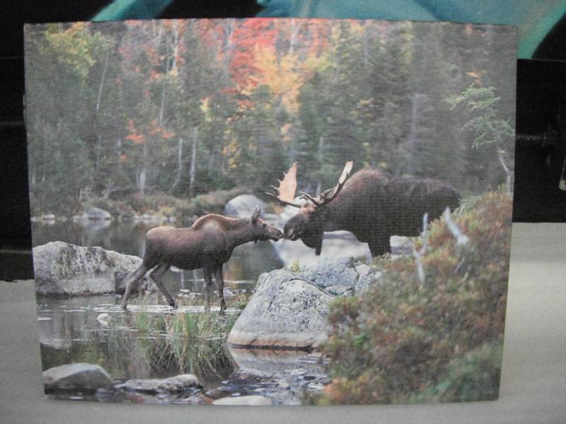 lot 2 image: Moose Canvas Art