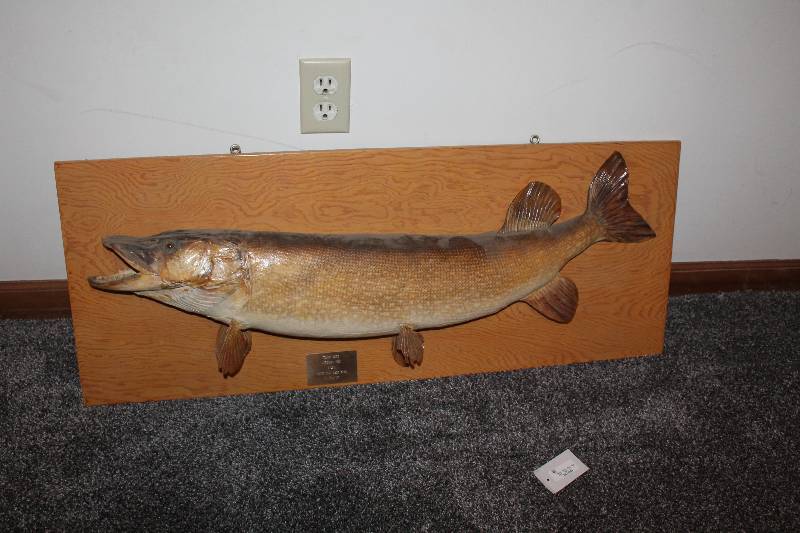 lot 162 image: Tommy Knox 8lbs. Mounted Northern Pike Wall Art 1986 White Fish Lake