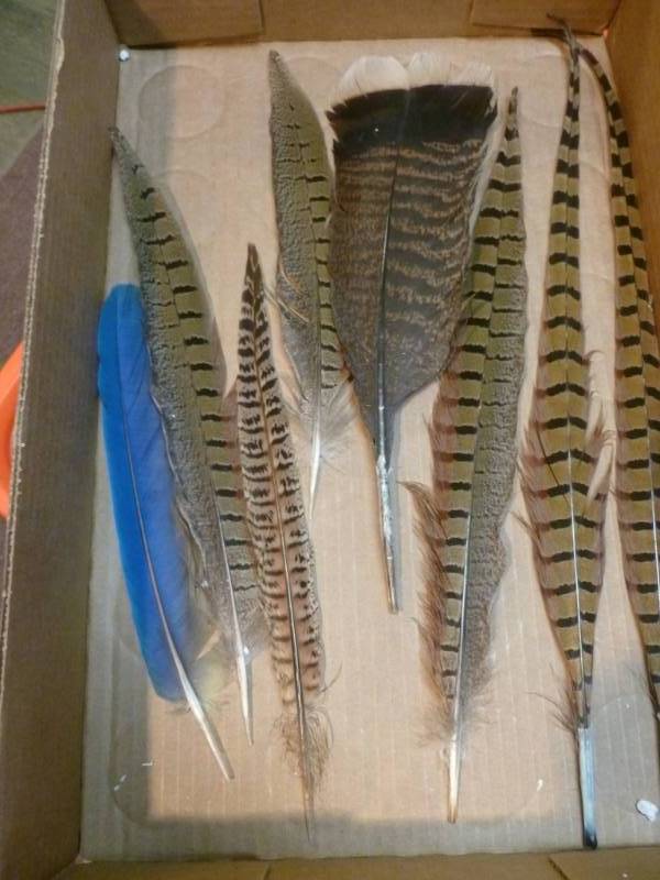 Wild Game Feathers
