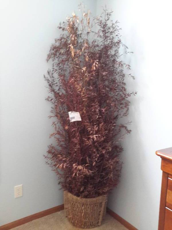 lot 24 image: Very nice dried willow type bush..  Approx 6ft high