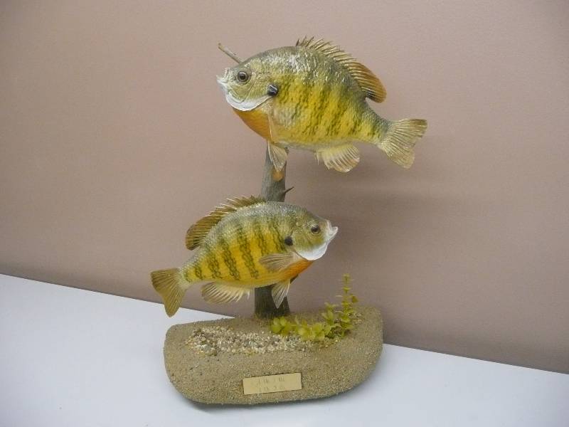 lot 24 image: DOUBLE SUNFISH MOUNT - 1LB 7OZ & 1LB 3OZ WPLAQUE - NICE DISPLAY - SEE PICTURES