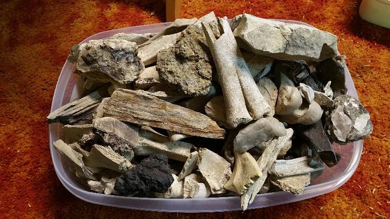 lot 53 image: Group of Various Rocks, Minerals, Petrified Wood, andor Bones
