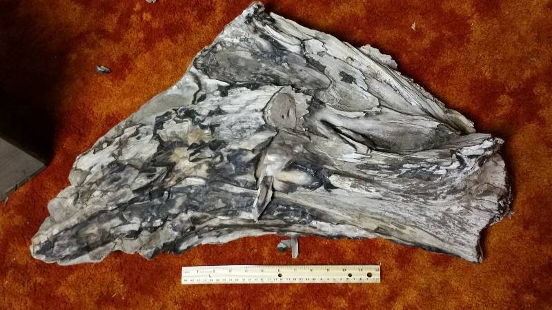 lot 58 image: Large Piece of Petrified Wood