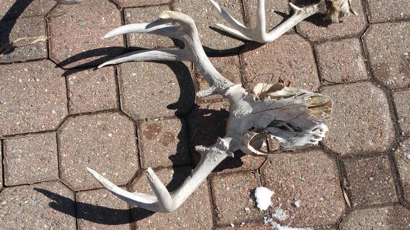 lot 112 image: Deer Skull & Antlers