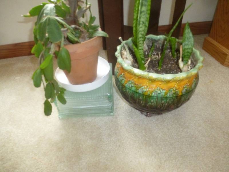 Redwing Planter Pots with plants