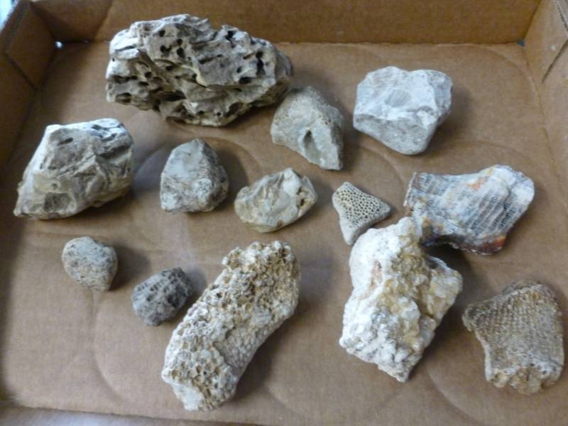 lot 174 image: Fossilized Corral