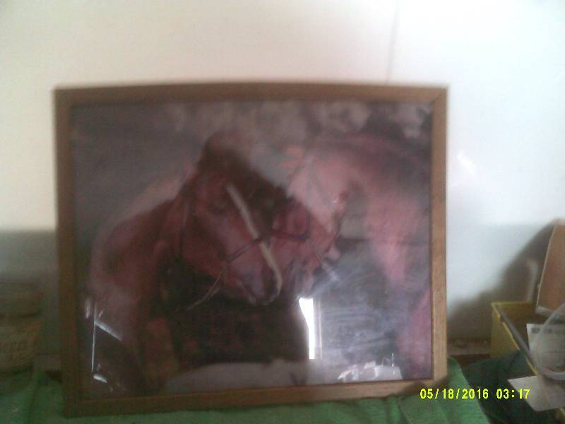 21X18 HORSE PICTURE