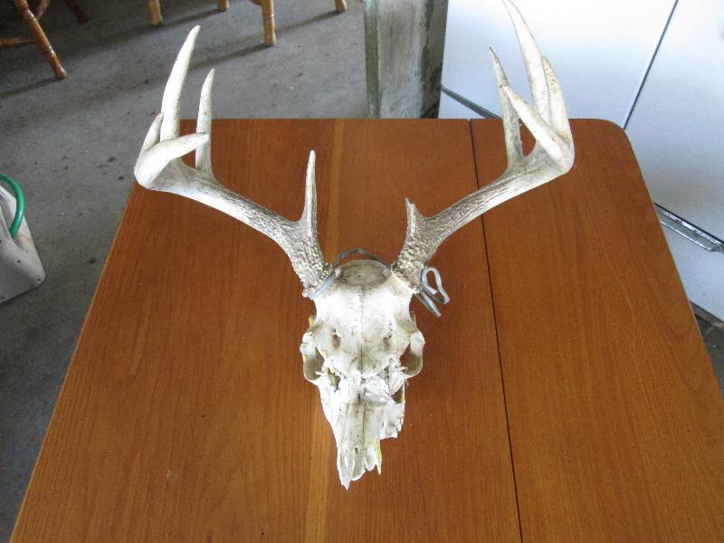 lot 315 image: Skull...