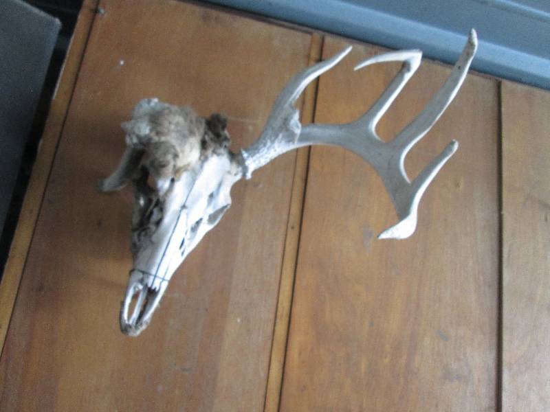 lot 316 image: Skull